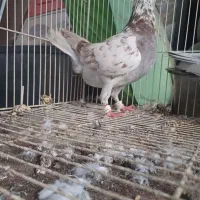 ۳ حیوون پرشی و زد و خوردی