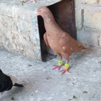 زرد خوشتیپ و پرشی