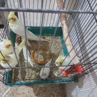 جفت طوطی عروس هلندی لوتینو با 5 تا جوجه|پرنده|قزوین, |دیوار