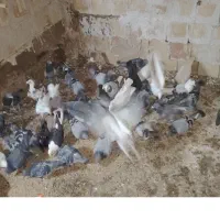 کبوتر|پرنده|سلیمان, |دیوار