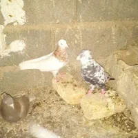 کفتر بهبهانی|پرنده|مرودشت, رامجرد یک|دیوار