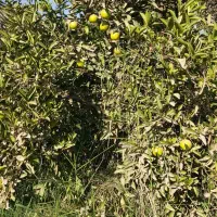 خرید مرکبات پرتقال لیمو نارنگی|خدمات باغبانی و درختکاری|دزفول, |دیوار