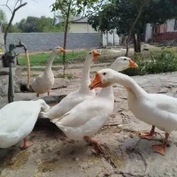 فروش قو غاز جوان و اصیل
