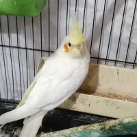 ماده عروس بالغ و تخمگزار|پرنده|میانه, |دیوار