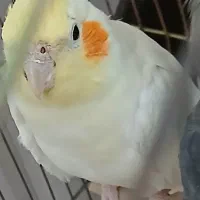 معاوضه عروس هلندی|پرنده|تهران, مسعودیه|دیوار