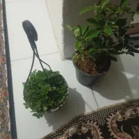 انواع گل..عالی هزار باکودش