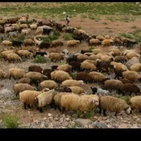 ۲۰عددگوسفند داشتی با بره