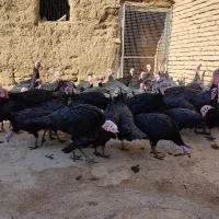 بوقلمون سیاه محلی (عجب شیر)|حیوانات مزرعه|عجب شیر, |دیوار