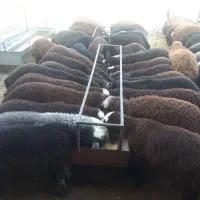 میش بره داشتی گله داری یک داغ|حیوانات مزرعه|فلاورجان, |دیوار