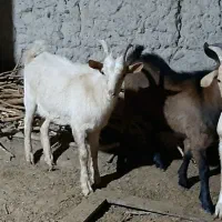 بز سانن . آلپاین|حیوانات مزرعه|مشهد, وکیلآباد|دیوار