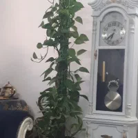 گلدان قیم دار پتوس بزرگ|گل و گیاه طبیعی|گلبهار, شهر جدید گلبهار|دیوار