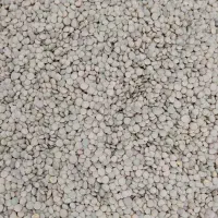 عدس محلی پاک شده دیمی برداشت امسال