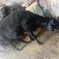 گوسفند کرمانشاه و گوساله زنده مرغ و خروس