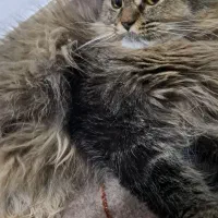 گربه ماده بیریتیش پرشین|گربه|محمدشهر, زیبادشت|دیوار