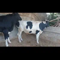 گاو،گوساله