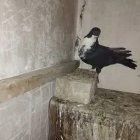 طوقی کلاهی وسیاه  رسمی معامله با قناری نر|پرنده|کرمان, |دیوار