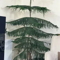 کاج مطبق