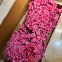 گل شکوفه گیلاس نو