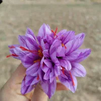 زعفران قاین