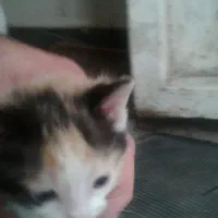واگذاری رایگان بچه گربه دوماهه