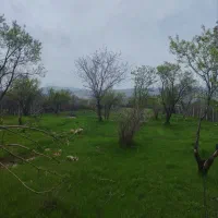 باغ ۲۰۶۵ متری در کرند|فروش زمین و ملک کلنگی|دالاهو, |دیوار