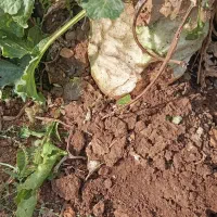 تفاله تر دامداری گوسفند گاو