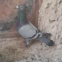 کفتر|پرنده|درمیان, |دیوار