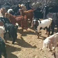 سه راس کهره نر چاق