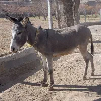 خر جوان گوسفندی