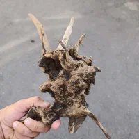 چوب آبنوس اکواریوم