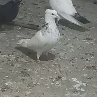 طوقی|پرنده|مسجد سلیمان, |دیوار