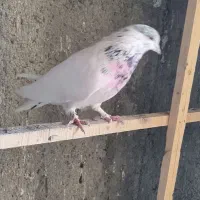 کفتر گرفتنی شب هفت طبقه