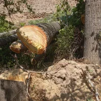 خرید چوب تیر سقفی