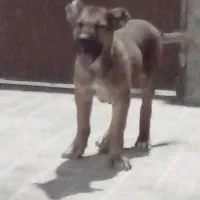 توله سگ سراب|سگ|شازند, |دیوار