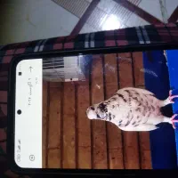 فروش کفتر مفتکی