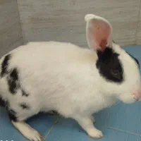 واگذاری خرگوش|موش و خرگوش|شیراز, شهرک مفتح|دیوار