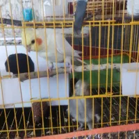 عروس هلندی|پرنده|مرند, |دیوار