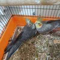 عروس هلندی|پرنده|میانه, |دیوار