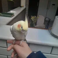 عروس هلندی|پرنده|قم, انصار‌الحسین|دیوار