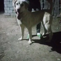 سگ پژدر