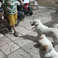 واگذاری دوتا سگ سفید