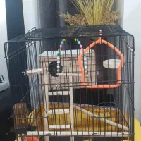 یک جفت عروس هلندی|پرنده|شهریار, رضی آباد بالا|دیوار