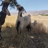 بز تیشتر