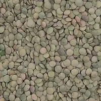 عدس لوبیا چیتی لوبیاسفید