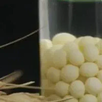 خاویار حلزون تازه