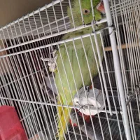 طوطی سخنگو|پرنده|بیرجند, |دیوار