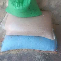 گندم ریژاو ریجاب بذری|خدمات باغبانی و درختکاری|زرنه, |دیوار