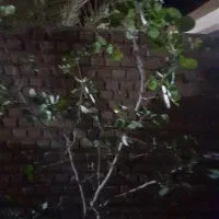 پیوندک  پسته