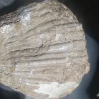 فسیل 4هزار ساله