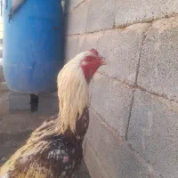 یک عدد خروس لاری